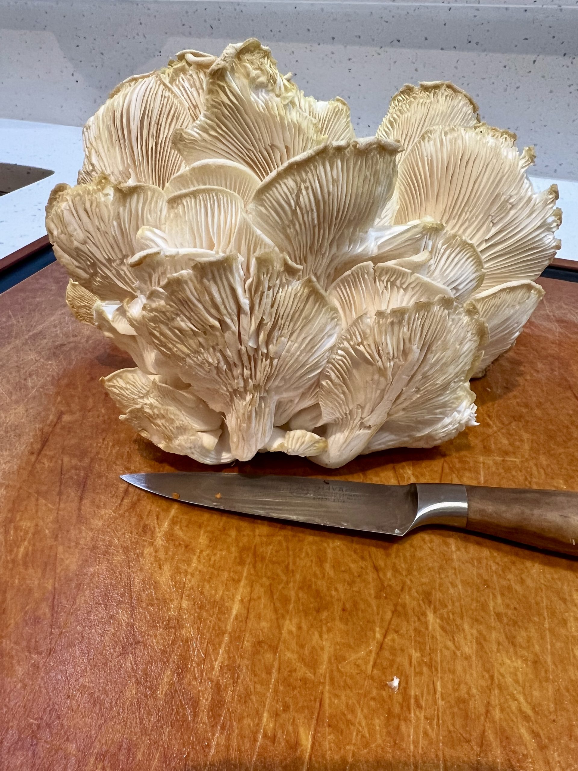 Lion’s Mane Mushrooms